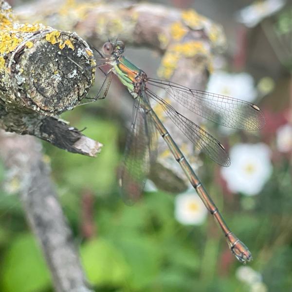 Houtpantserjuffer (Chalcolestes viridis)